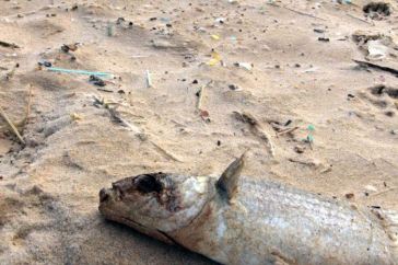  httptararecuperavel.org20130315vai-a-praia-e-agacha-te#jp-carousel-711